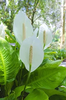 Florida, Peace Lily