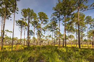 Palmetto Prints: Florida. pine forest is maintained by periodic, low intensity fires