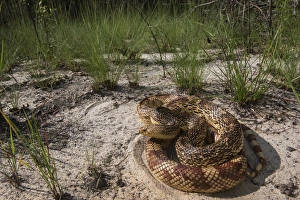 Telfair County Prints: Florida Pine Snake (Pituophis melanouecus mugitus) CAPTIVE