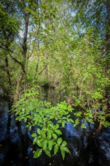 Images Dated 7th May 2024: Florida. Pop ash trees growing above a flooded swamp