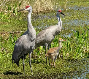 Images Dated 2022 August: Florida sandhill crane adult with colt, Florida, USA