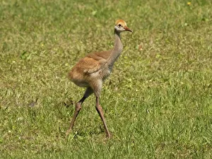 Images Dated 2022 August: Florida sandhill crane colt, Florida, USA