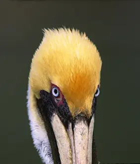 Looking At Camera Prints: Florida, Sanibel Island. Male Brown Pelican in breeding plumage