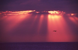 Charles Sleicher Prints: Florida, Sanibel Island. A sunset with Gods rays and a pelican