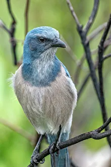 Plumage Prints: Florida scrub jay, Florida