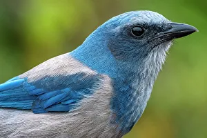 Plumage Prints: Florida scrub jay, Florida