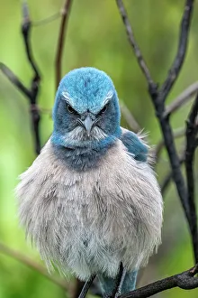 Plumage Prints: Florida scrub jay, Florida