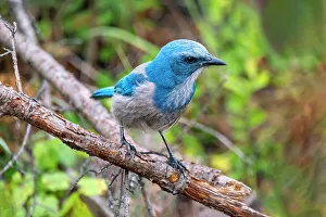 Plumage Prints: Florida scrub jay, Florida