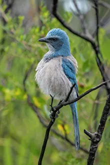 Plumage Prints: Florida scrub jay, Florida