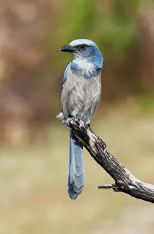 Marsh Prints: Florida scrub jay, Merritt Island National Wildlife Refuge, Florida