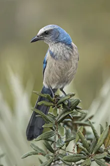 Florida scrub jay, Merritt Island National Wildlife Refuge, Florida