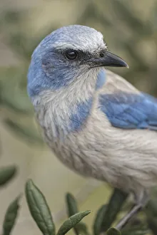 Florida scrub jay, Merritt Island National Wildlife Refuge, Florida