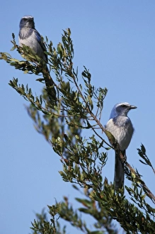 Images Dated 26th June 2007: Florida. Scrub Jays (Aphelocoma coerulescens)