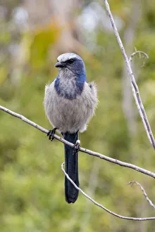 Images Dated 8th March 2017: Florida ScrubJay (Aphelocoma coerulescens) Cruickshank Sanctuary, Brevard County, Florida