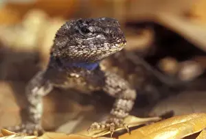 Images Dated 20th July 2011: Florida Southern Fence Lizard showing blue coloration on neck
