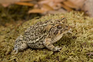Images Dated 15th October 2004: Florida, Southern toad, Bufo terrestris