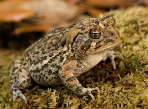 Images Dated 15th October 2004: Florida, Southern toad, Bufo terrestris