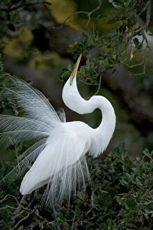 Florida, St. Augustine. Great egret exhibiting sky pointing on nest