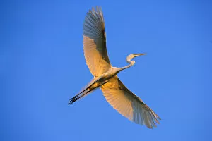 Images Dated 16th April 2007: Florida, St. Augustine. Great egret in flight at sunset. Credit as: Jim Zuckerman