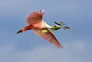 Tampa Bay Prints: Florida, Tampa Bay. Roseate spoonbill in flight carrying nesting material. Credit as