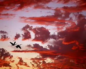 Florida, Tampa Bay. Silhouette of roseate spoonbills in flight against red clouds at sunset