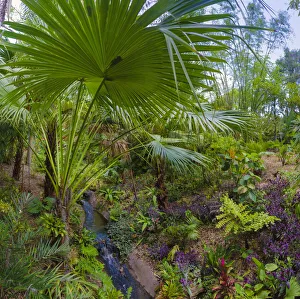 Images Dated 11th September 2019: Florida, Tropical Garden with Palm Frond