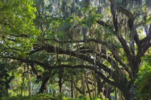 Images Dated 11th September 2019: Florida, Tropical Garden with Palms and Living Oak covered in Spanish Moss