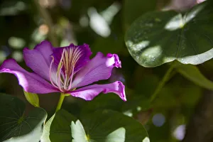 Images Dated 5th March 2018: Florida, USA. Magenta orchid and lush green petals