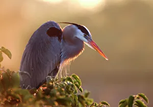 Jim Zuckerman Prints: Florida, Wakodahatchee. Great blue heron perches on a tree at sunrise in the wetlands