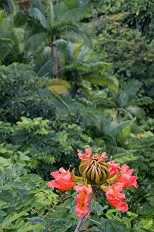 The flower of an African Tulip Tree in a tropical rainforest near Hilo on the Big