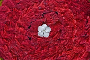 Private Prints: Flower arrangments at spa, Fregate Resort
