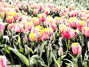 North Holland Prints: Flower in full bloom