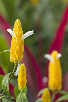 Panama Prints: A flower blooms in Anton el Valle, Panama
