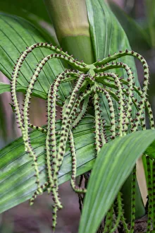 Floral And Botanical Prints: Flower of a Chamaedorea palm tree