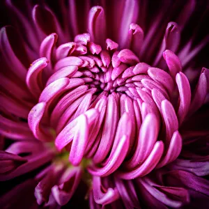 Images Dated 8th March 2023: Flower close-up