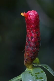 flower of Costus sp. plant of the Ginger family that originates in Central America