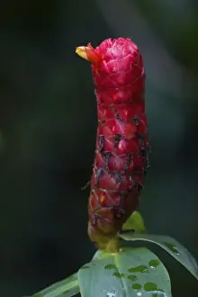Images Dated 8th June 2005: flower of Costus sp. plant of the Ginger family that originates in Central America