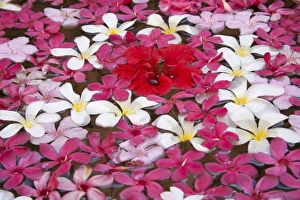 Images Dated 9th November 2006: Flower decoration, Udaipur, Rajasthan, India