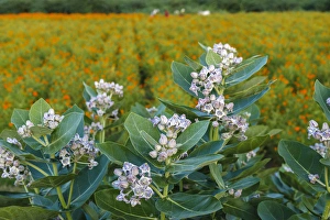 Images Dated 23rd September 2005: Flower field, southern India