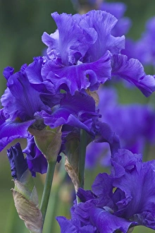 Images Dated 29th May 2005: Flower Garden of Bearded Iris just north of Salem, Oregon