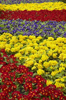 Images Dated 10th September 2011: Flower garden at Dunedin Railway Station, South Island, New Zealand