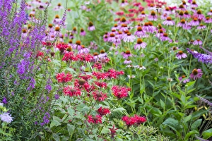 Marion County Prints: Flower garden (Purple Coneflowers, Red Bee Balm, Purple Lythrum) Marion Co. IL