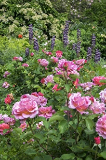 Images Dated 8th June 2016: Flower garden, USA