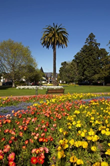 Flower Gardens and palm tree, Seymour Square, Blenheim, Marlborough, South Island
