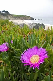 Images Dated 25th March 2007: The flower of an ice plant on the California coast