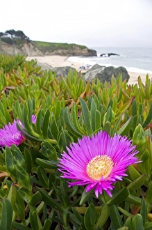 Images Dated 25th March 2007: The flower of an ice plant on the California coast