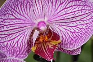 Images Dated 17th July 2024: Flower, orchid