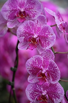 Images Dated 17th July 2024: Flower, orchid