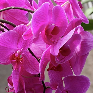 Images Dated 17th July 2024: Flower, orchid