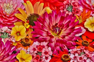 Flower pattern with large group of flowers, Sammamish, Washington State